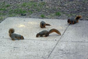 160403_Squirrels